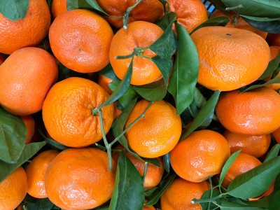 Foto Clementini Varietà Sigal Origine Portogallo Marchio Frutas y  Verduras         2